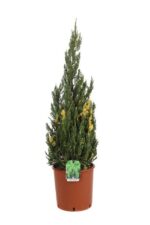 juniperus chinensis stricta variegata ginepro 3