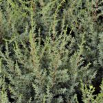 juniperus communis arnold ginepro 1