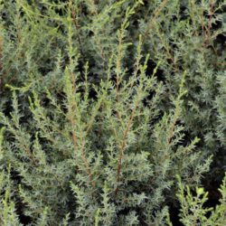 juniperus communis arnold ginepro 1