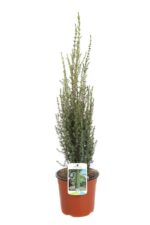 juniperus communis arnold ginepro
