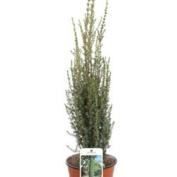 juniperus communis arnold ginepro