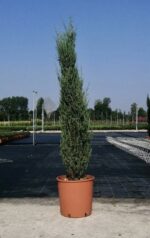 juniperus communis arnold ginepro 3