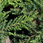 juniperus communis green carpet ginepro 1