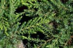 juniperus communis green carpet ginepro 1