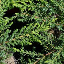 juniperus communis green carpet ginepro 1