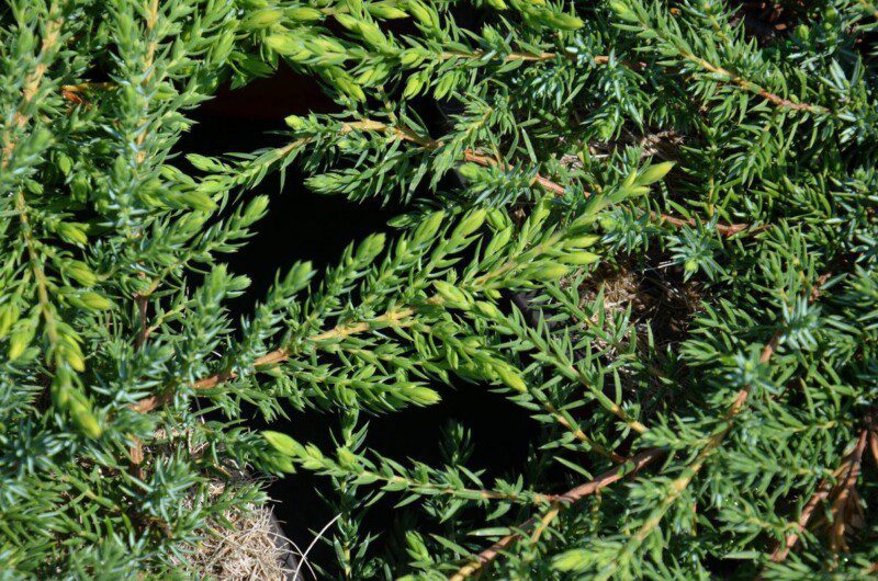 juniperus communis green carpet ginepro 1 juniperus communis green carpet ginepro 1
