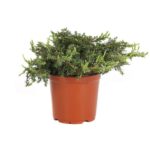 juniperus communis green carpet ginepro