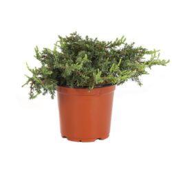juniperus communis green carpet ginepro