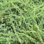 juniperus communis greenmantle ginepro 1