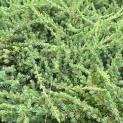 juniperus communis greenmantle ginepro 1
