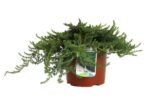 juniperus communis greenmantle ginepro