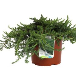 juniperus communis greenmantle ginepro