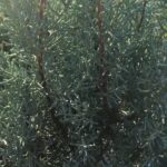 juniperus communis hibernica ginepro 1
