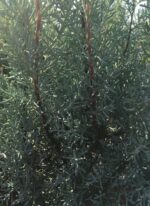 juniperus communis hibernica ginepro 1