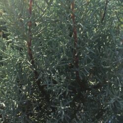 juniperus communis hibernica ginepro 1