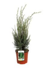juniperus communis hibernica ginepro