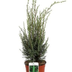 juniperus communis hibernica ginepro