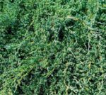 juniperus communis repanda ginepro 1