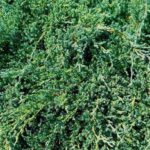 juniperus communis repanda ginepro 1