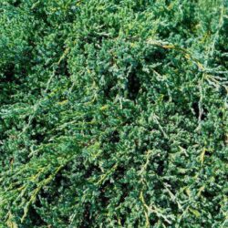 juniperus communis repanda ginepro 1