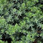 juniperus conferta blue pacific ginepro 1