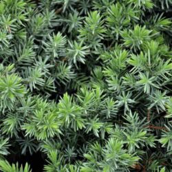 juniperus conferta blue pacific ginepro 1