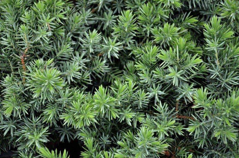 juniperus conferta blue pacific ginepro 1 juniperus conferta blue pacific ginepro 1
