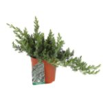 juniperus conferta blue pacific ginepro