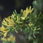 juniperus horizontalis andorra comp. variegata ginepro 1