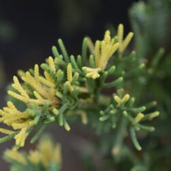 juniperus horizontalis andorra comp. variegata ginepro 1