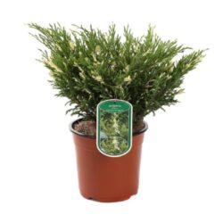 juniperus horizontalis andorra comp. variegata ginepro