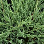 juniperus horizontalis andorra compatta ginepro 1