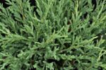 juniperus horizontalis andorra compatta ginepro 1
