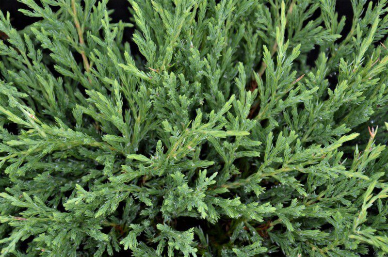 juniperus horizontalis andorra compatta ginepro 1 juniperus horizontalis andorra compatta ginepro 1