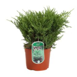 juniperus horizontalis andorra compatta ginepro