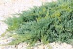 juniperus horizontalis blue chip ginepro 1