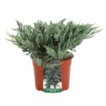 juniperus horizontalis blue chip ginepro