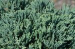 juniperus horizontalis blue chip ginepro 3