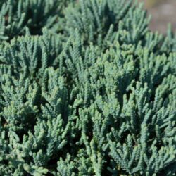 juniperus horizontalis blue chip ginepro 3