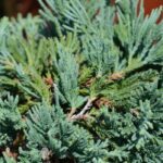 juniperus horizontalis glauca ginepro 1
