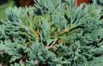 juniperus horizontalis glauca ginepro 1