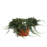 juniperus horizontalis glauca ginepro