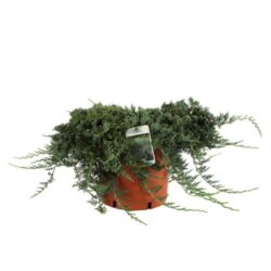 juniperus horizontalis glauca ginepro