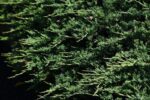 juniperus horizontalis glauca wiltoni ginepro 1