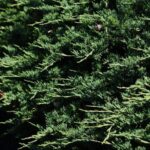 juniperus horizontalis glauca wiltoni ginepro 1