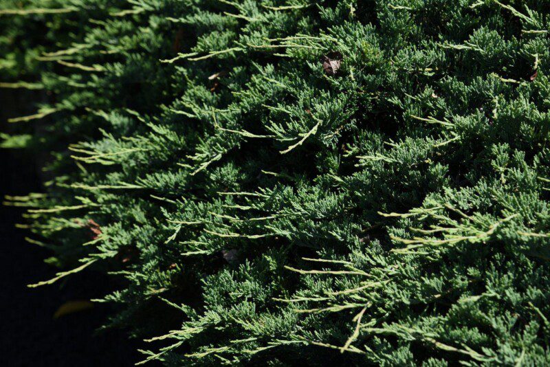 juniperus horizontalis glauca wiltoni ginepro 1 juniperus horizontalis glauca wiltoni ginepro 1