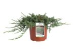 juniperus horizontalis glauca wiltoni ginepro