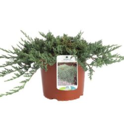 juniperus horizontalis glauca wiltoni ginepro