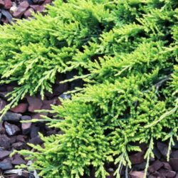 juniperus horizontalis golden carpet ginepro 1