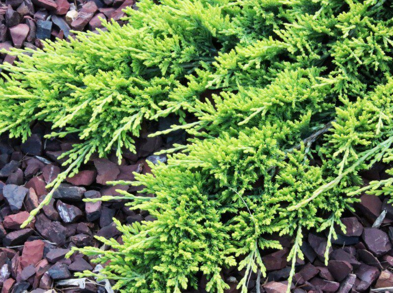 juniperus horizontalis golden carpet ginepro 1 juniperus horizontalis golden carpet ginepro 1